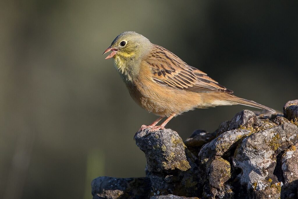 ortolan