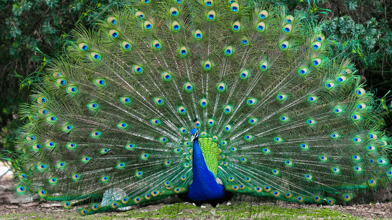 can peacocks fly